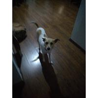 Δίνεται για υιοθεσία - χαρίζεται ημίαιμη σκυλίτσα Pinscher - Πίνσερ