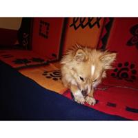 Δίνεται για υιοθεσία - χαρίζεται σκυλάκος Pomeranian - Πομεράνιαν
