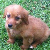 Δίνεται για υιοθεσία - χαρίζεται ημίαιμος σκυλάκος Pekingese - Πεκινουά