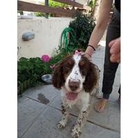 Δίνεται για υιοθεσία - χαρίζεται σκυλίτσα English Springer Spaniel - Σπρίνγκερ Σπάνιελ