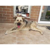 Δίνεται για υιοθεσία - χαρίζεται ημίαιμη σκυλίτσα Kangal - Κάνγκαλ