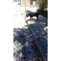 Δίνεται για υιοθεσία - χαρίζεται ημίαιμος σκυλάκος Bruno Jura Hound - Γιούρα Μπρούνο