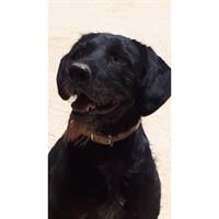 Δίνεται για υιοθεσία - χαρίζεται ημίαιμος σκυλάκος Schnauzer - Σνάουτσερ