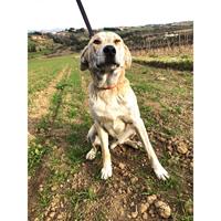 Δίνεται για υιοθεσία - χαρίζεται ημίαιμος σκυλάκος Whippet - Γουίπετ