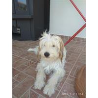 Δίνεται για υιοθεσία - χαρίζεται ημίαιμη σκυλίτσα Yorkshire Terrier - Γιορκσάιρ Τεριέ – Γιόρκι