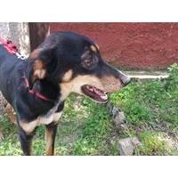 Δίνεται για υιοθεσία - χαρίζεται ημίαιμος σκυλάκος Doberman - Ντόμπερμαν