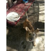 Δίνεται για υιοθεσία - χαρίζεται ημίαιμη σκυλίτσα Fox terrier - Φοξ Τερριέ