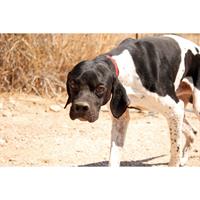 Δίνεται για υιοθεσία - χαρίζεται ημίαιμος σκυλάκος Pointer - Πόιντερ