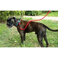 Δίνεται για υιοθεσία - χαρίζεται σκυλάκος Boxer - Μπόξερ 