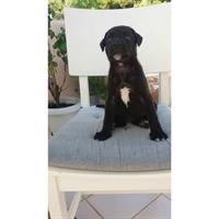 Δίνεται για υιοθεσία - χαρίζεται ημίαιμη σκυλίτσα Cane corso - Κάνε Κόρσο