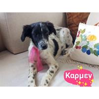 Δίνεται για υιοθεσία - χαρίζεται ημίαιμη σκυλίτσα English Springer Spaniel - Σπρίνγκερ Σπάνιελ