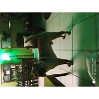 Δίνεται για υιοθεσία - χαρίζεται σκυλάκος Sharpei - Σαρ Πέι