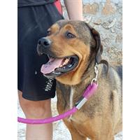 Δίνεται για υιοθεσία - χαρίζεται σκυλάκος Presa Canario - Πρέσα Κανάριο