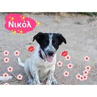 Δίνεται για υιοθεσία - χαρίζεται ημίαιμη σκυλίτσα English Springer Spaniel - Σπρίνγκερ Σπάνιελ