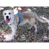 Δίνεται για υιοθεσία - χαρίζεται ημίαιμος σκυλάκος Canadian White Shepherd Dog - Καναδέζικο Λυκόσκυλο