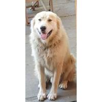 Δίνεται για υιοθεσία - χαρίζεται ημίαιμος σκυλάκος Greek White Sheepdog - Λευκό Ελληνικό Τσοπανόσκυλο