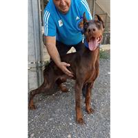 Δίνεται για υιοθεσία - χαρίζεται σκυλίτσα Doberman - Ντόμπερμαν