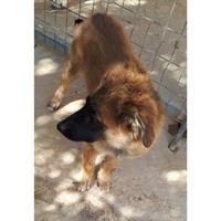 Δίνεται για υιοθεσία - χαρίζεται ημίαιμη σκυλίτσα Malinois - Μαλινουά