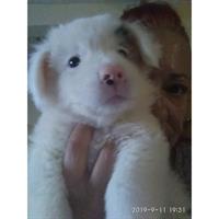 Δίνεται για υιοθεσία - χαρίζεται ημίαιμος σκυλάκος Pomeranian - Πομεράνιαν