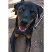 Δίνεται για υιοθεσία - χαρίζεται ημίαιμος σκυλάκος Rottweiler - Ροτβάιλερ