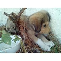 Δίνεται για υιοθεσία - χαρίζεται ημίαιμη σκυλίτσα Collie - Κόλεϊ 