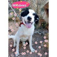 Δίνεται για υιοθεσία - χαρίζεται ημίαιμη σκυλίτσα Dalmatian -Δαλματίας