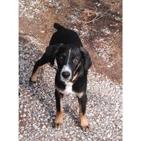 Δίνεται για υιοθεσία - χαρίζεται σκυλάκος Balkan - Mπάλκαν