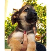 Δίνεται για υιοθεσία - χαρίζεται ημίαιμος σκυλάκος Pekingese - Πεκινουά