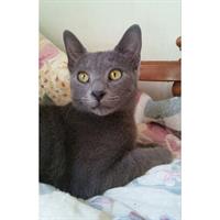 Δίνεται για υιοθεσία - χαρίζεται ημίαιμος γάτος Russian - Ρωσσική