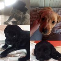 Δίνεται για υιοθεσία - χαρίζεται ημίαιμος σκυλάκος Epagneul Breton - Έπανιέλ Μπρετόν