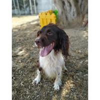 Δίνεται για υιοθεσία - χαρίζεται σκυλάκος English Springer Spaniel - Σπρίνγκερ Σπάνιελ