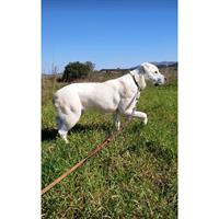 Δίνεται για υιοθεσία - χαρίζεται σκυλίτσα Central Asian Shepherd - Ποιμενικός Κεντρ. Ασίας