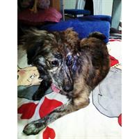 Δίνεται για υιοθεσία - χαρίζεται ημίαιμη σκυλίτσα Pinscher - Πίνσερ