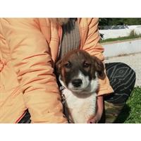 Δίνεται για υιοθεσία - χαρίζεται ημίαιμη σκυλίτσα Whippet - Γουίπετ