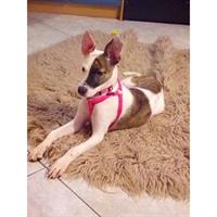 Δίνεται για υιοθεσία - χαρίζεται ημίαιμη σκυλίτσα Jack Russell Terrier - Τζακ Ράσελ Τεριέ