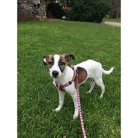 Δίνεται για υιοθεσία - χαρίζεται ημίαιμη σκυλίτσα Jack Russell Terrier - Τζακ Ράσελ Τεριέ