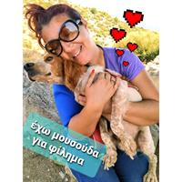 Δίνεται για υιοθεσία - χαρίζεται σκυλάκος Epagneul Breton - Έπανιέλ Μπρετόν