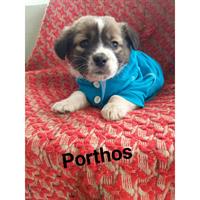 Δίνεται για υιοθεσία - χαρίζεται ημίαιμος σκυλάκος Dachshund - Ντατσχάουντ - Λουκάνικο