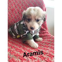 Δίνεται για υιοθεσία - χαρίζεται ημίαιμος σκυλάκος Dachshund - Ντατσχάουντ - Λουκάνικο