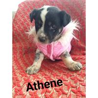 Δίνεται για υιοθεσία - χαρίζεται ημίαιμη σκυλίτσα Dachshund - Ντατσχάουντ - Λουκάνικο