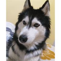 Δίνεται για υιοθεσία - χαρίζεται σκυλίτσα Siberian Husky - Σιβηρικό Χάσκυ