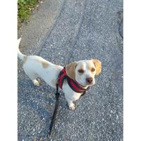 Δίνεται για υιοθεσία - χαρίζεται ημίαιμη σκυλίτσα Dachshund - Ντατσχάουντ - Λουκάνικο