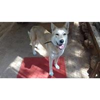 Δίνεται για υιοθεσία - χαρίζεται ημίαιμη σκυλίτσα Canadian White Shepherd Dog - Καναδέζικο Λυκόσκυλο