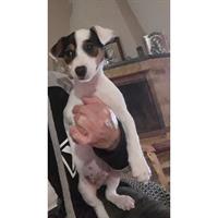 Δίνεται για υιοθεσία - χαρίζεται σκυλάκος Jack Russell Terrier - Τζακ Ράσελ Τεριέ