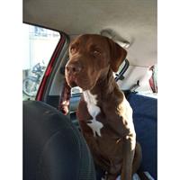 Δίνεται για υιοθεσία - χαρίζεται σκυλάκος Great Dane - Μεγάλος Δανός