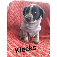 Δίνεται για υιοθεσία - χαρίζεται ημίαιμος σκυλάκος Jack Russell Terrier - Τζακ Ράσελ Τεριέ