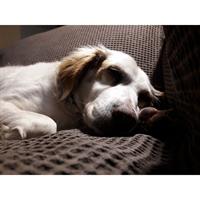 Δίνεται για υιοθεσία - χαρίζεται ημίαιμη σκυλίτσα Epagneul Breton - Έπανιέλ Μπρετόν