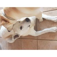 Δίνεται για υιοθεσία - χαρίζεται σκυλάκος Canadian White Shepherd Dog - Καναδέζικο Λυκόσκυλο