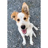 Δίνεται για υιοθεσία - χαρίζεται ημίαιμος σκυλάκος Collie - Κόλεϊ 