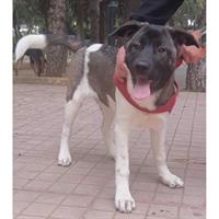 Δίνεται για υιοθεσία - χαρίζεται ημίαιμη σκυλίτσα Akita Inu - Ακίτα